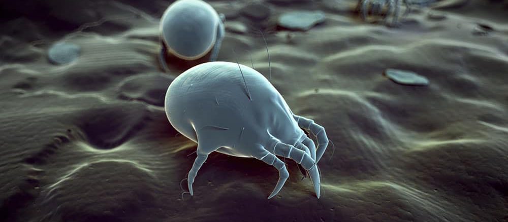 Ακάρεα οικιακής σκόνης